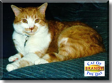 Brandy, the Cat of the Day