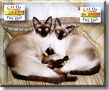 Jazz and Dr. Zaius, the Cat of the Day
