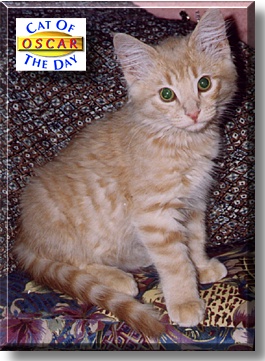 Oscar, the Cat of the Day