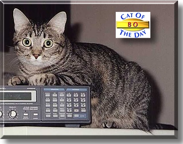 Bo, the Cat of the Day