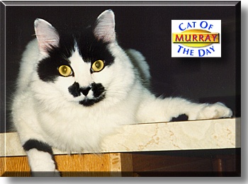 Murray Katz, the Cat of the Day