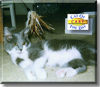Cary, the Cat of the Day