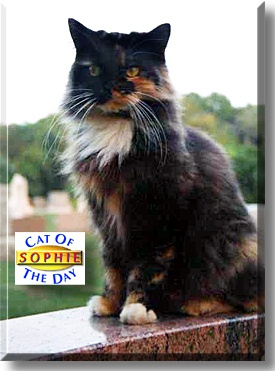 Sophie, the Cat of the Day
