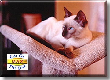 Max, the Cat of the Day