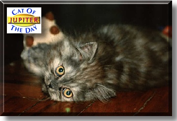 Jupiter Salame, the Cat of the Day