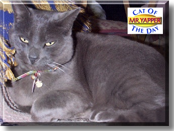 Mr. Yapper, the Cat of the Day
