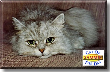 Sammie, the Cat of the Day