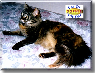 Sophie Thompson, the Cat of the Day