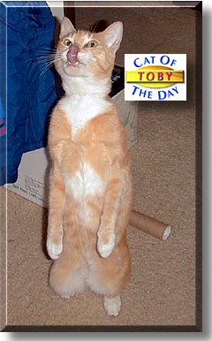 Toby, the Cat of the Day
