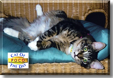 Poco, the Cat of the Day