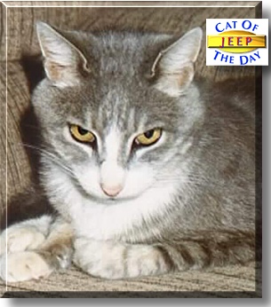 Jeep, the Cat of the Day