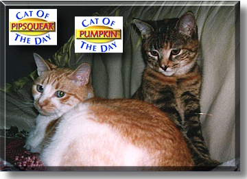 Pipsqueak, Pumpkin, the Cat of the Day