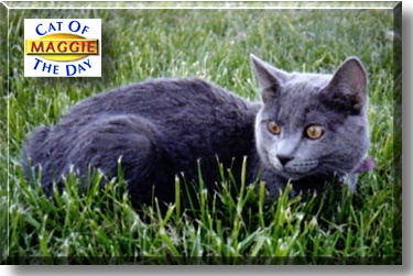 Maggie, the Cat of the Day