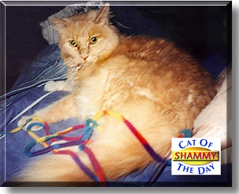 Shammy (Shamrock), the Cat of the Day