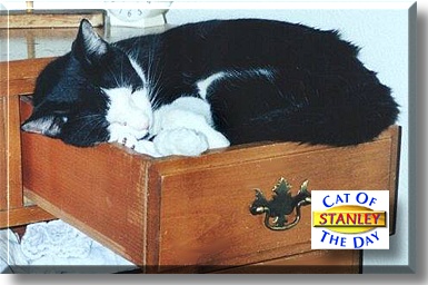 Stanley, the Cat of the Day