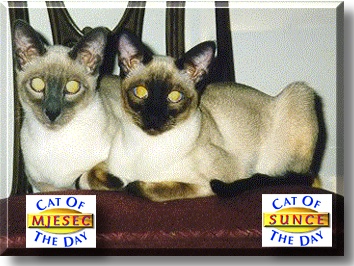 Mjesec and Sunce, the Cat of the Day