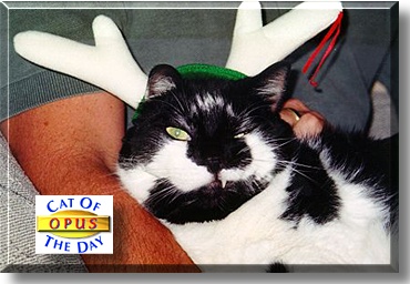 Opus, the Cat of the Day