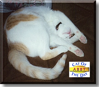 Abby Maxfield, the Cat of the Day