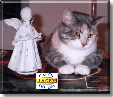 Lacey, the Cat of the Day