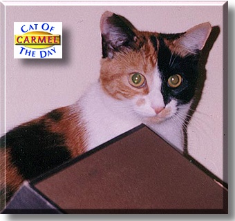 Carmel, the Cat of the Day