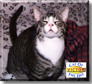 Victor E., the Cat of the Day