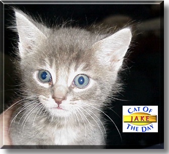 Jake, the Cat of the Day