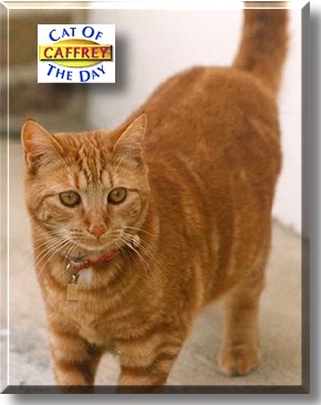 Caffrey, the Cat of the Day