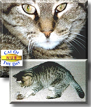 Nub, the Cat of the Day