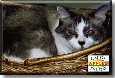 Apples, the Cat of the Day