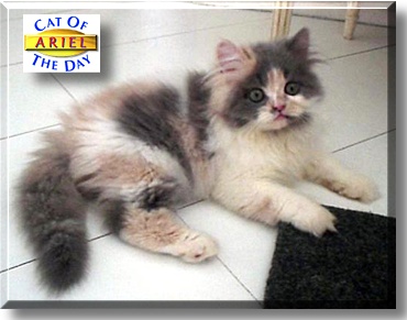 Ariel, the Cat of the Day