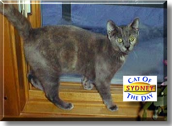 Sydney, the Cat of the Day