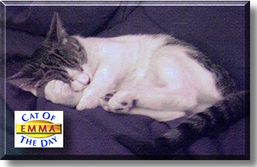 Emma, the Cat of the Day