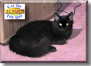 Schuey, the Cat of the Day