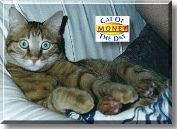 Money, the Cat of the Day