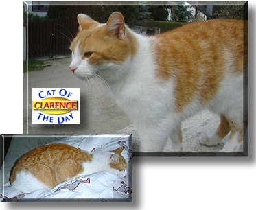 Clarence, the Cat of the Day