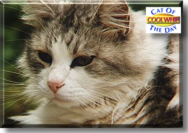Cool Whip, the Cat of the Day