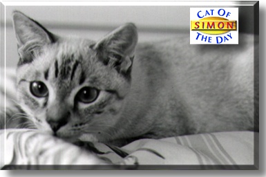 Simon, the Cat of the Day