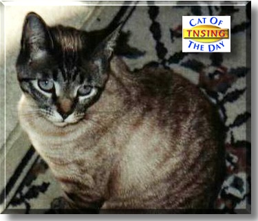 Tnsing, the Cat of the Day