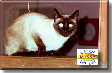 Missy, the Cat of the Day