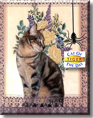 Tiger, the Cat of the Day