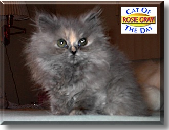 Rosie Gray, the Cat of the Day