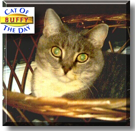 Buffy, the Cat of the Day