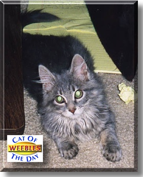 Weebles, the Cat of the Day