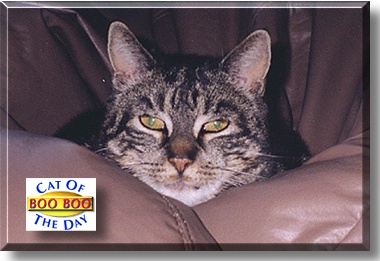 BooBoo, the Cat of the Day