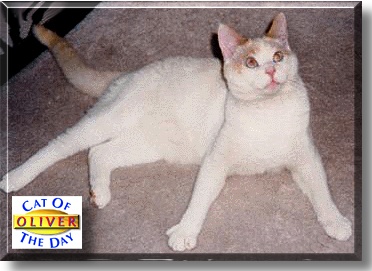 Oliver, the Cat of the Day