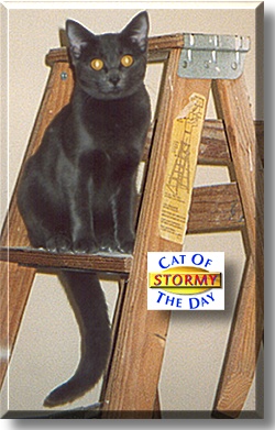 Stormy, the Cat of the Day