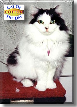 Cotton, the Cat of the Day