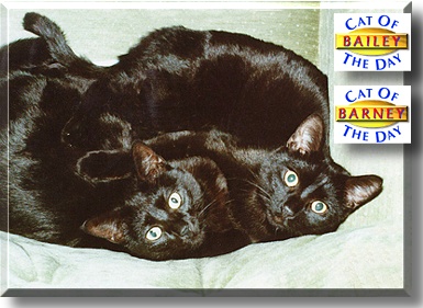Barney and Bailey, the Cat of the Day