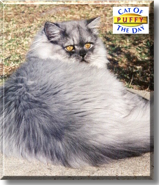 Puffy, the Cat of the Day