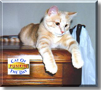 Punkin, the Cat of the Day